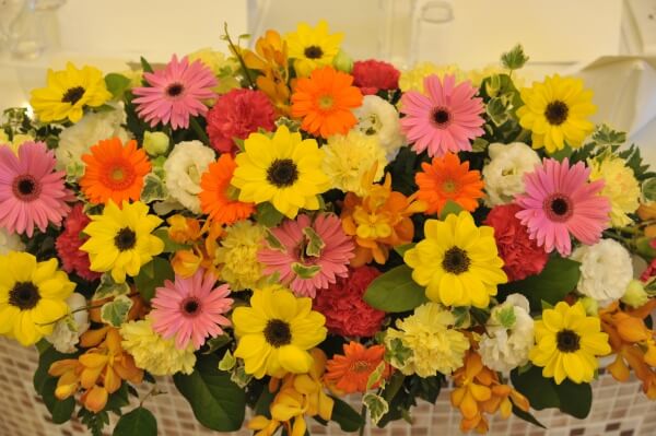 ヒマワリ　ルーチェ