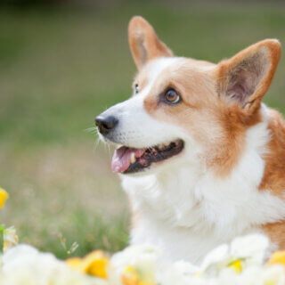 愛犬と叶える特別なウェディングプランのご紹介🐾